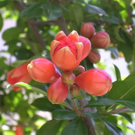 La Del Melograno 3* Moncalvo