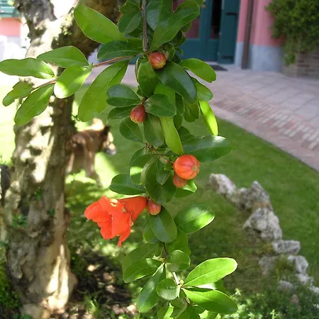 Hotel La Del Melograno
