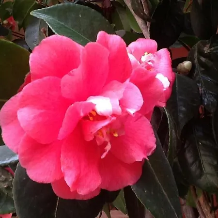 La Del Melograno Hotel